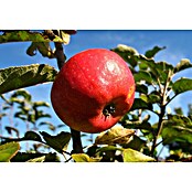 Apfelbaum Pilot (Malus domestica Pilot, Topfgröße: 10 l, Erntezeit: September - Oktober)