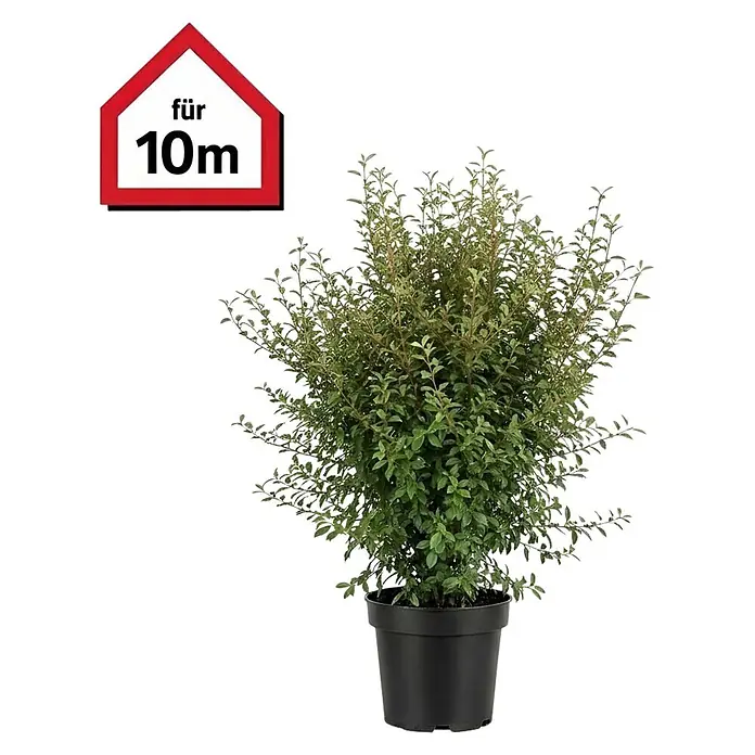 Piardino Wintergrüne Ölweide - 125 cm - 150 cm, Elaeagnus × ebbingei, 20 Stk. - Grüne Topfpflanze in schwarzem Topf mit rotem Schild 'für 10m'.