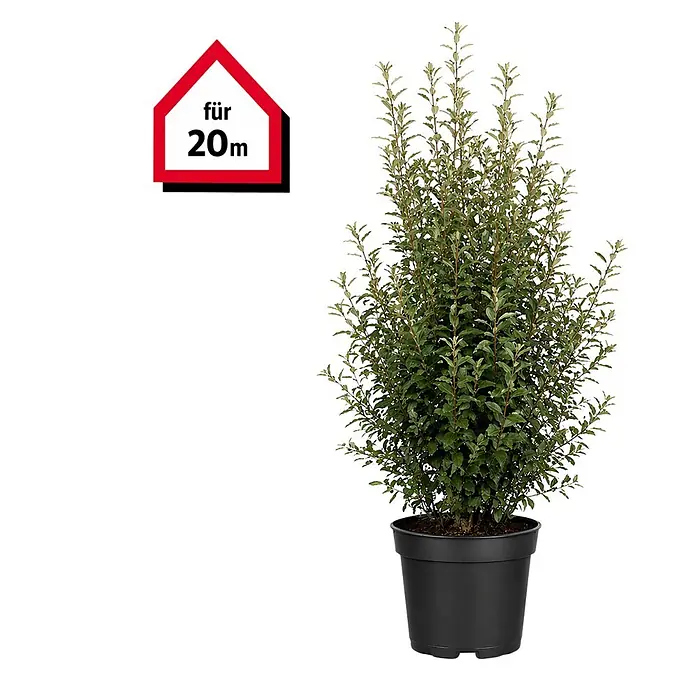 Piardino Wintergrüne Ölweide - 80 cm - 100 cm, Elaeagnus × ebbingei, 60 Stk. - Grüne Pflanze in einem schwarzen Topf mit rotem hausförmigem Etikett 'für 20m'.