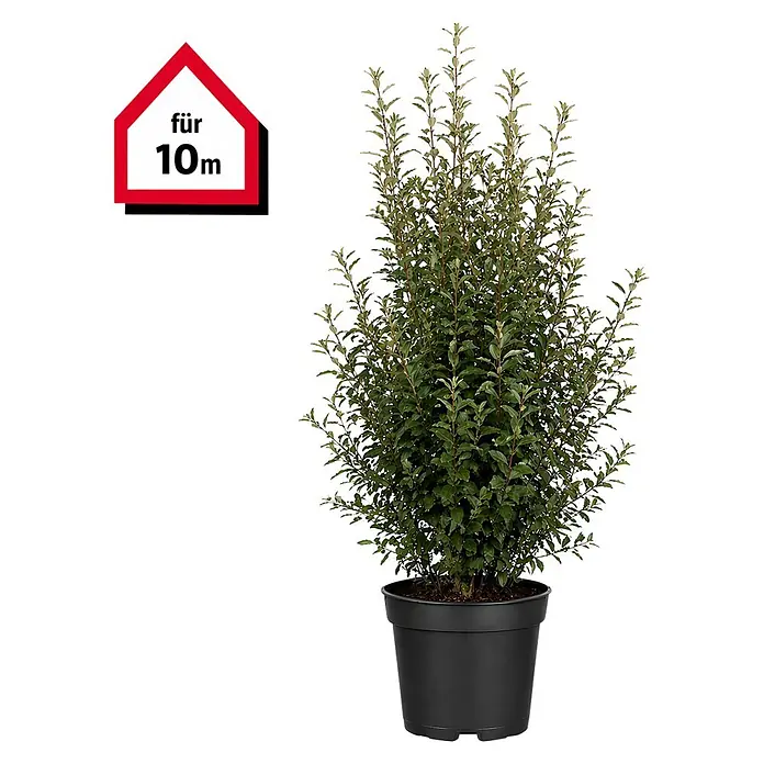 Piardino Wintergrüne Ölweide - 80 cm - 100 cm, Elaeagnus × ebbingei, 30 Stk. - Grüne Topf-Pflanze in schwarzem Topf mit "für 10m" Schild.