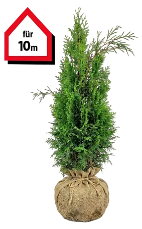 Piardino Lebensbaum Smaragd - 140 cm - 160 cm, Thuja occidentalis  'Smaragd', 10 Stk. online kaufen bei BAUHAUS