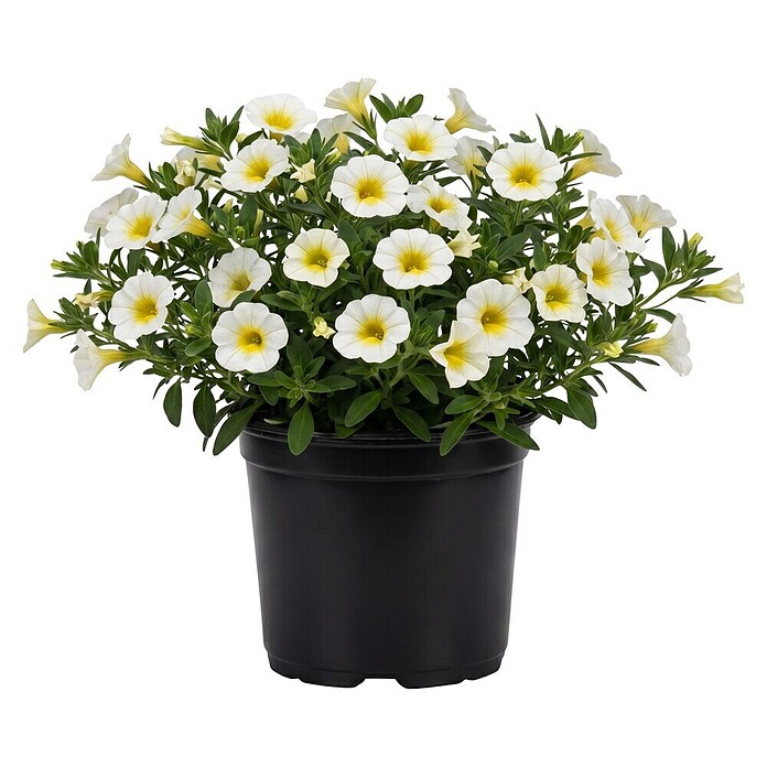 Calibrachoa - Hybriden 13 Sonderfarben