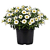 Calibrachoa - Hybriden 13 Sonderfarben