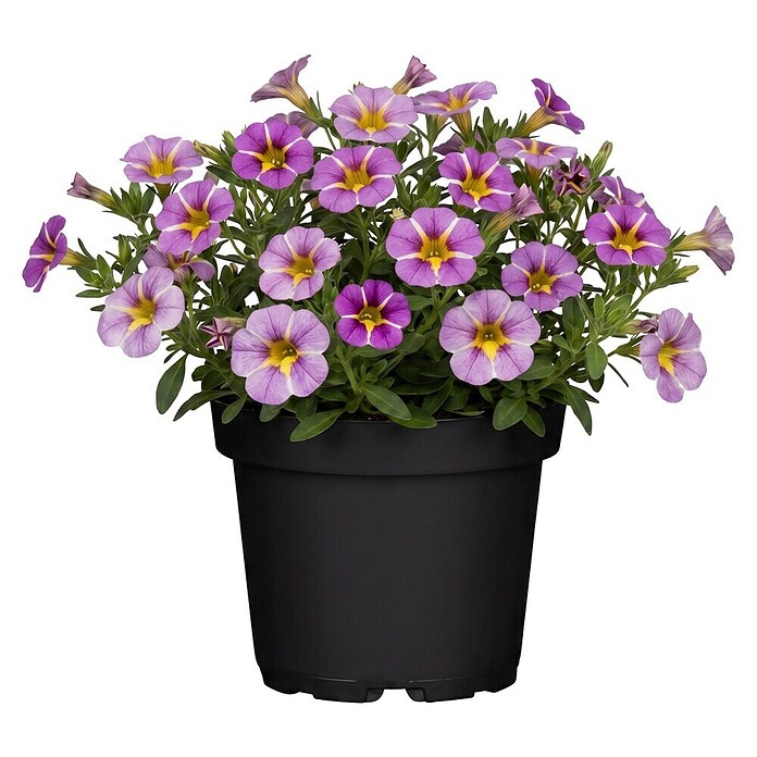 Calibrachoa - Hybriden 13 Sonderfarben