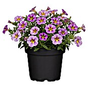 Calibrachoa - Hybriden 13 Sonderfarben
