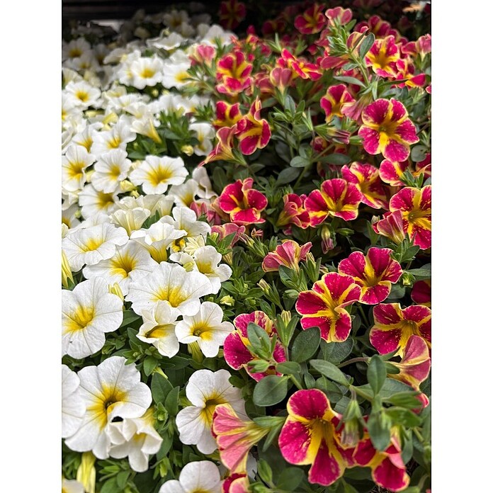 Calibrachoa - Hybriden 13 Sonderfarben