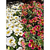 Calibrachoa - Hybriden 13 Sonderfarben