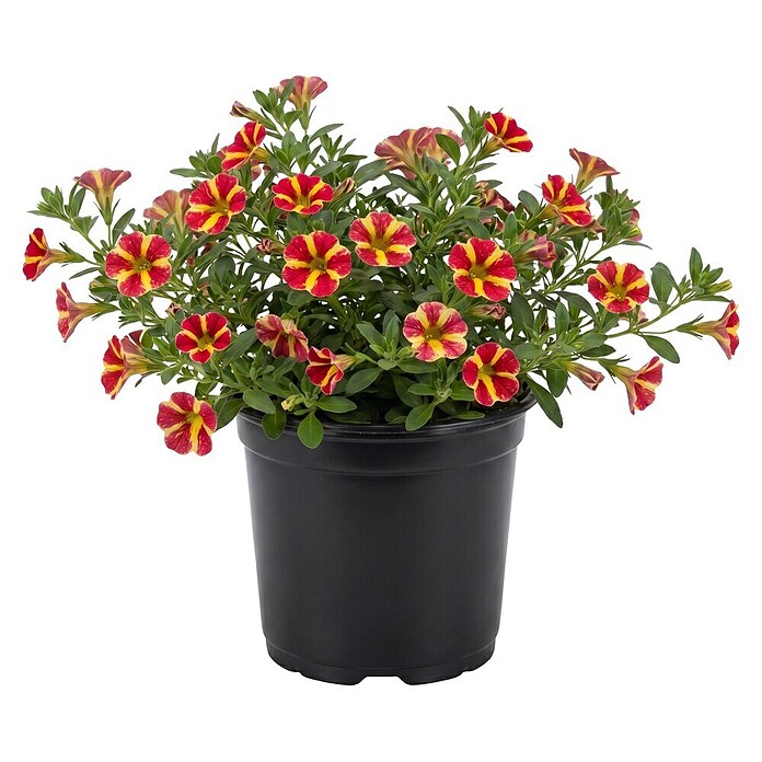 Calibrachoa - Hybriden 13 Sonderfarben