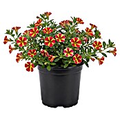 Calibrachoa - Hybriden 13 Sonderfarben