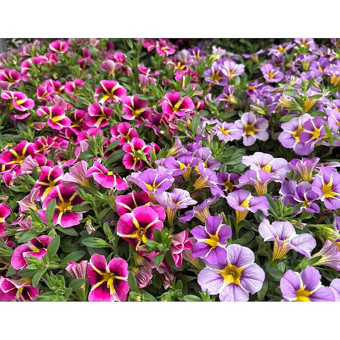 Calibrachoa - Hybriden 13 Sonderfarben