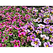 Calibrachoa - Hybriden 13 Sonderfarben