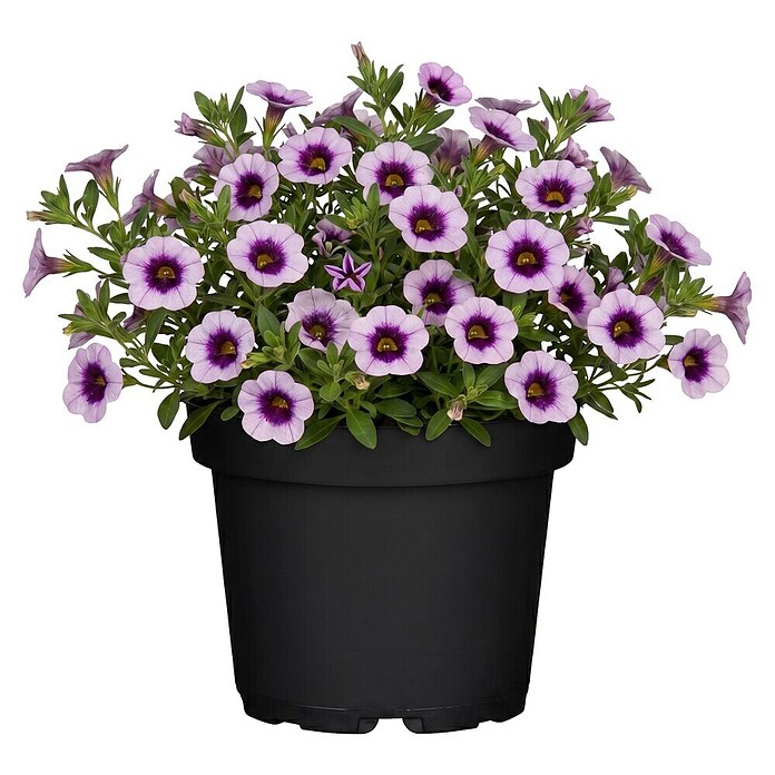 Calibrachoa - Hybriden 13 Sonderfarben