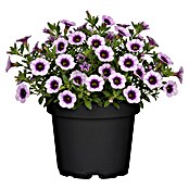 Calibrachoa - Hybriden 13 Sonderfarben