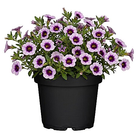 Piardino Zauberglöckchen Sonderfarben (Calibrachoa, Blütenfarbe: Bunt, 13 cm)