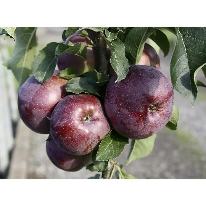 Apfelbaum Starline Blue Moon - Malus domestica, Erntezeit: August - Nahaufnahme einer Gruppe reifer, dunkelroter Äpfel am Baum, umgeben von grünen Blättern. Die Äpfel sind glänzend und bereit zur Ernte.