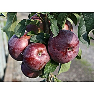 Apfelbaum Starline Blue Moon (Malus domestica, Erntezeit: August)