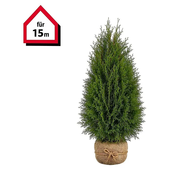 Piardino Lebensbaum Brabant - 120 cm - 140 cm, Thuja occidentalis  'Brabant', 30 Stk. online kaufen bei BAUHAUS