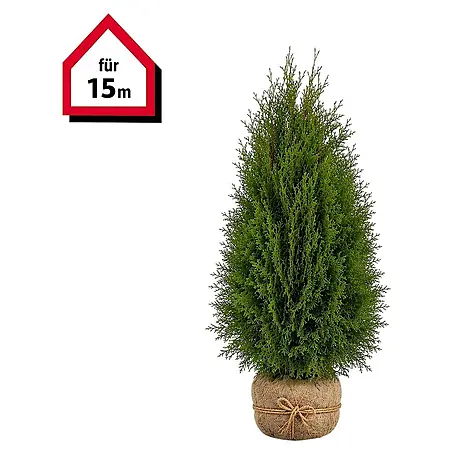 Piardino Lebensbaum Smaragd - 120 cm - 140 cm, Thuja occidentalis 'Smaragd',  10 Stk. online kaufen bei BAUHAUS