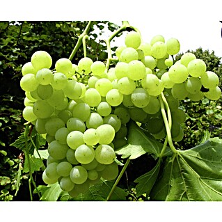 Weinrebe Lakemont (Vitis Lakemont, Erntezeit: September)