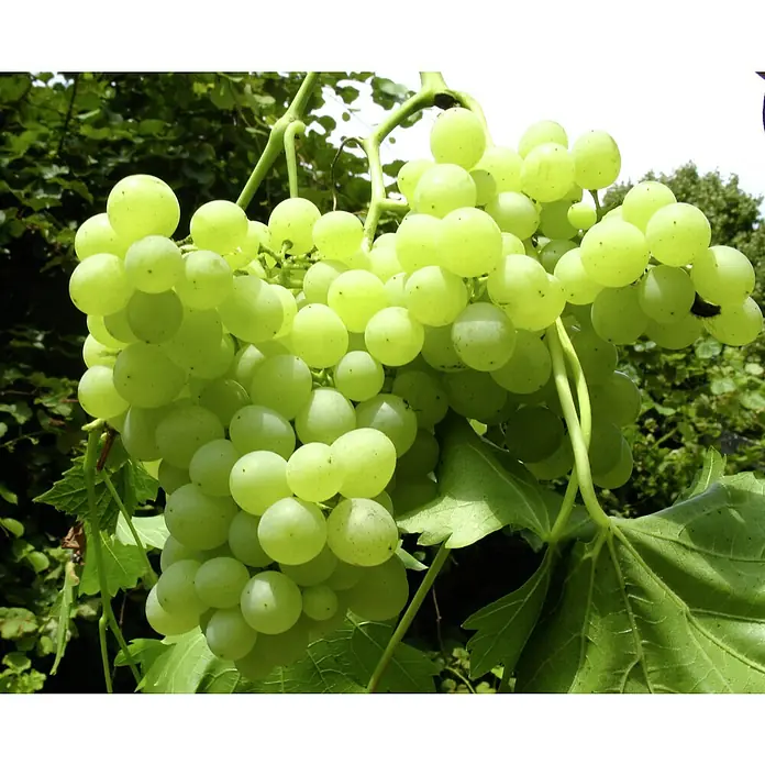 Weinrebe Sortenmischung Lakemont / Vanessa - Vitis Lakemont, Vitis Vanessa, Erntezeit: August - Nahaufnahme einer Traube hellgrüner Weintrauben mit Blättern im Hintergrund, die die Frische der Früchte hervorhebt.