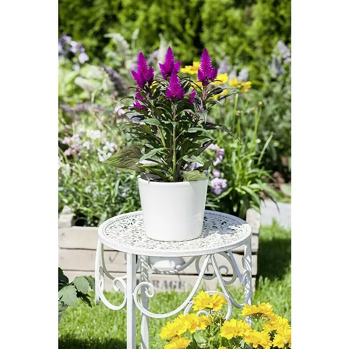 Piardino Silber-Brandschopf - Celosia argentea 'Venezuela', Topfgröße: 12 cm - Purpurroter Hahnenkamm in einem weißen Topf auf einem verzierten Tisch im Garten, ein Farbtupfer in der grünen Umgebung.