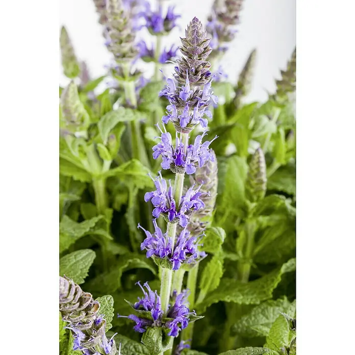 Piardino Garten-Blüten-Salbei - Salvia nemorosa, Topfgröße: 19 cm, Blau/Lila - Nahaufnahme einer blühenden Salvia nemorosa Pflanze mit violetten Blütenständen und grünen Blättern, die ihre natürliche Schönheit hervorhebt.