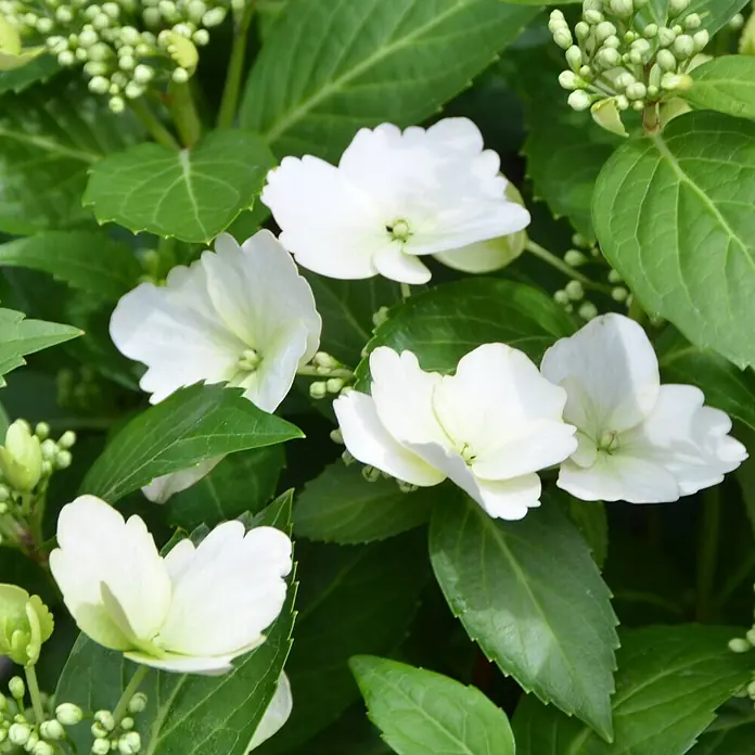 Piardino Bauernhortensie - Hydrangea macrophylla 'Runaway Bride'®, Weiß - Weiße Blüten und grüne Knospen eingebettet in lebendige grüne Blätter.