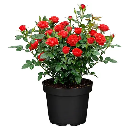 Piardino  Strauchrose