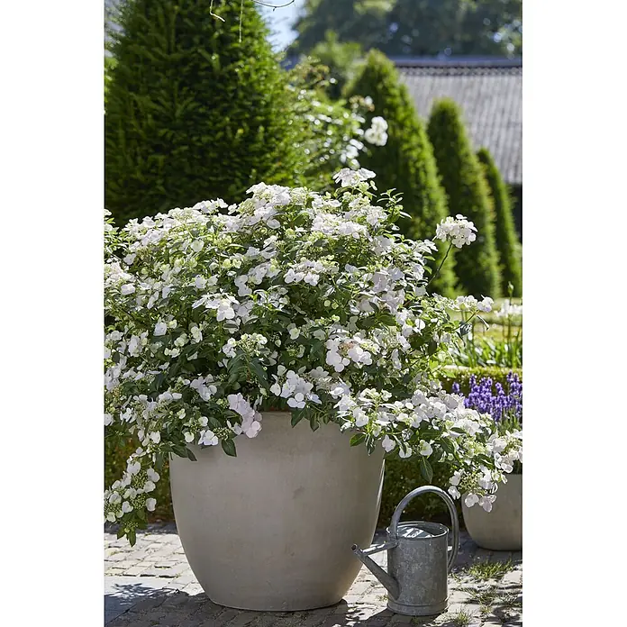 Piardino Bauernhortensie - Hydrangea macrophylla 'Runaway Bride'®, Weiß - Großer grauer Blumentopf mit weißer Blütenpflanze auf Pflastersteinen, daneben eine Gießkanne.