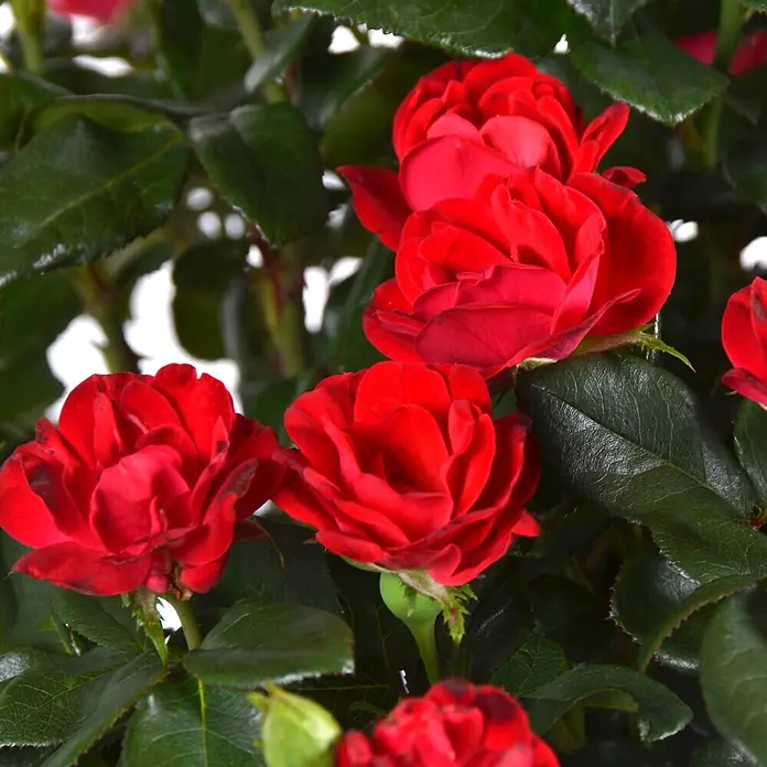 Piardino Strauchrose - Rosa x 'Zepeti'®, Topfvolumen: 6 l, Rubinrot - Nahaufnahme von leuchtend roten Rosen mit dunkelgrünen Blättern.