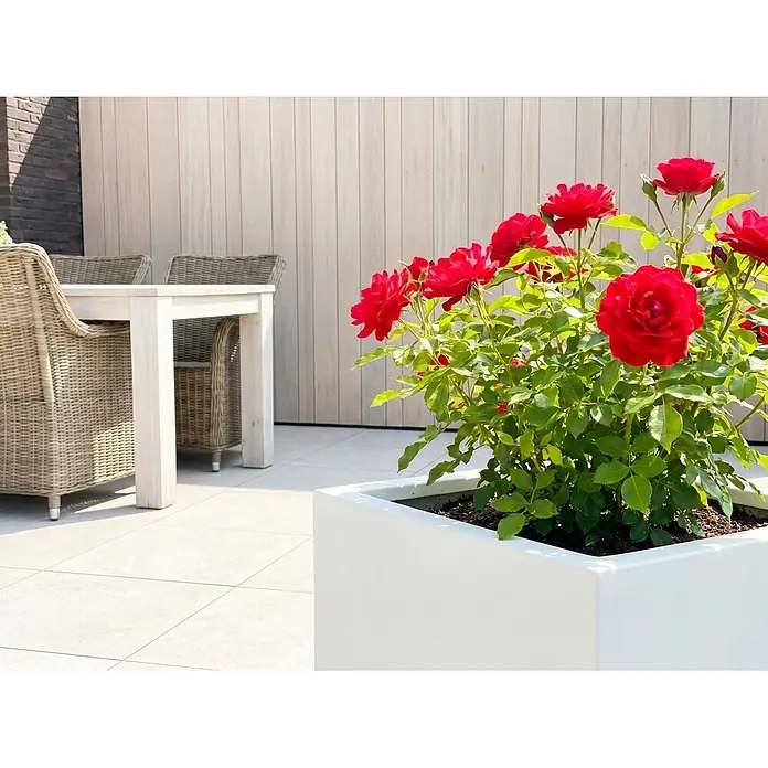 Piardino Strauchrose - Rosa x 'Zepeti'®, Topfvolumen: 6 l, Rubinrot - Weißer Blumenkübel mit leuchtend roten Rosen auf einer Außenterrasse neben Korbmöbeln und Holzwand.