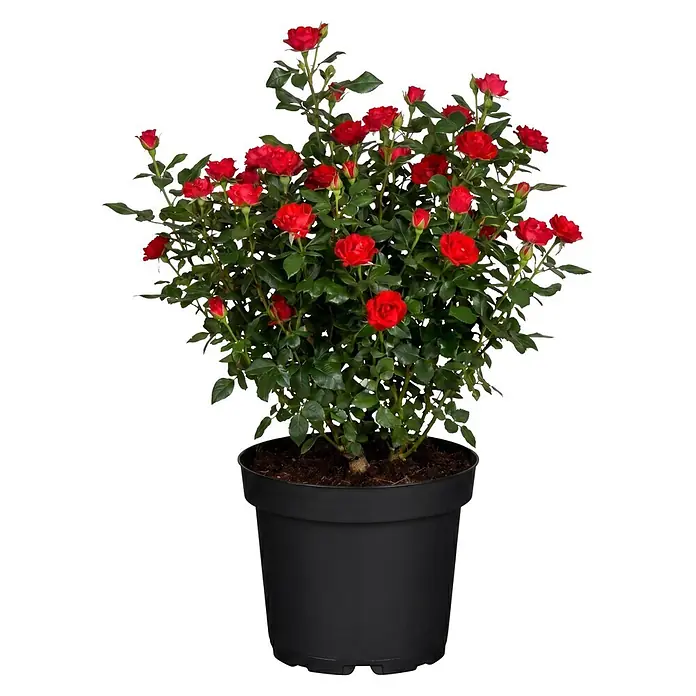 Piardino Strauchrose - Rosa x 'Zepeti'®, Topfvolumen: 6 l, Rubinrot - Topfrosenpflanze mit leuchtend roten Blüten und grünen Blättern in einem schwarzen Plastiktopf mit brauner Erde.