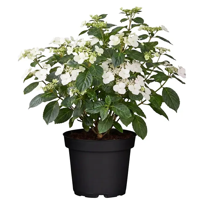 Piardino Bauernhortensie - Hydrangea macrophylla 'Runaway Bride'®, Weiß - Weiße blühende Pflanze mit grünen Blättern in einem schwarzen Topf.