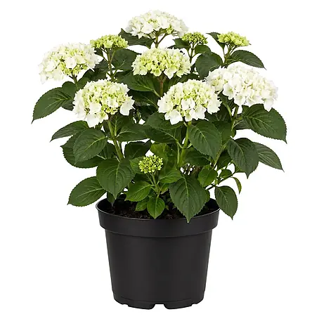 Piardino  Hortensie