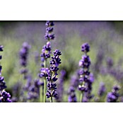 Lavandula officinalis 32