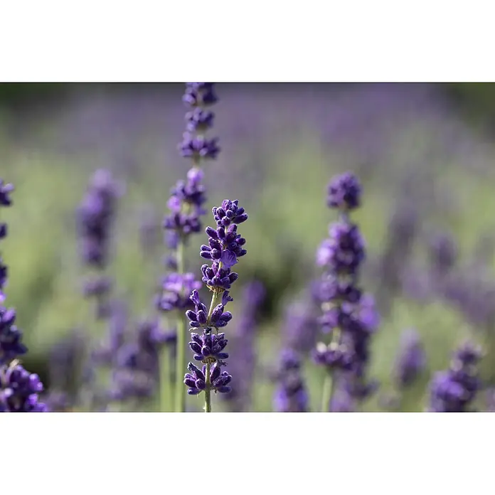 Piardino Lavendel - Lavandula angustifolia, Topfgröße: 32 cm, Violett - Nahaufnahme von leuchtend lila Lavendelblüten mit texturierten Knospen, stehend in einem verschwommenen Lavendelfeld.