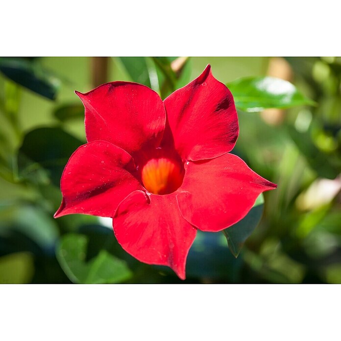 Dipladenia Sundaville Ampel 25