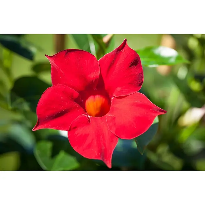 Piardino Dipladenia Summerstar Ampel - Dipladenia sanderi, Topfgröße: 27 cm - Lebendige rote Blume mit fünf Blütenblättern und hellem orange-gelbem Zentrum.