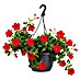 Piardino Dipladenia Summerstar Ampel 