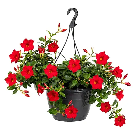 Piardino  Dipladenia Summerstar Ampel