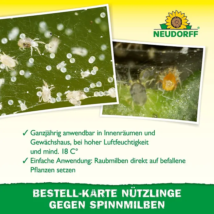 Neudorff Bestellkarte Nützlinge - Spinnmilben, Max. Anwendungsfläche: 10 m² - NEUDORFF Bestellkarte für Raubmilben gegen Spinnmilben, mit Bildern von Spinnmilben und Eiern.