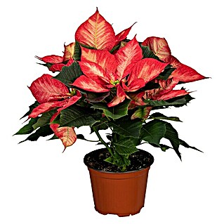 Piardino Weihnachtsstern (Rosa/Weiß, Topfgröße: 13 cm)