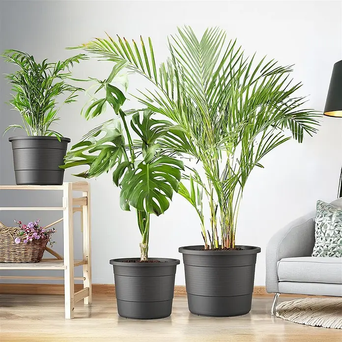 Plastard Pflanztopf Terra 3er Set Ø46 cm in Anthrazit – Blumentopf - Außenmaß (Ø x H): 46 x 36 cm, Kunststoff, Anthrazit - Dunkelgraue Kunststoff-Pflanzgefäße in verschiedenen Größen mit Zimmerpflanzen in einem Wohnraum.