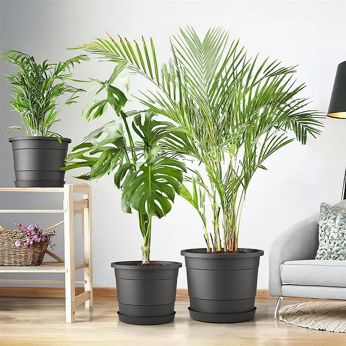 Plastard Pflanztopf Terra 3er Set Ø35 cm mit Untersetzer Anthrazit – Blumentopf - Außenmaß (Ø x H): 35 x 27 cm, Kunststoff, Anthrazit - Set schwarzer Kunststoff-Pflanztöpfe mit Untersetzern, die verschiedene Grünpflanzen in einem Raum halten.