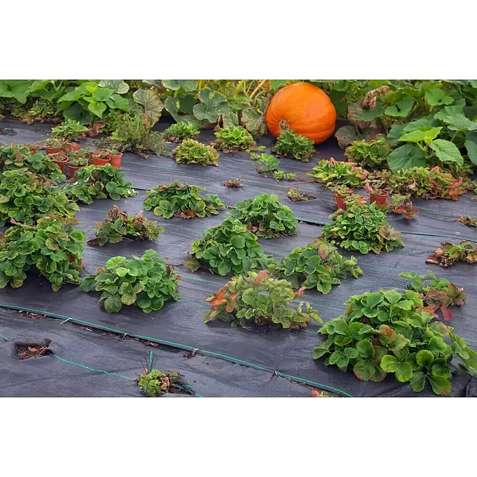 Aquagart Bodenschutzvlies 60m 100 2m Bodengewebe Unkrautfolie -  - Schwarzes Unkrautvlies bedeckt Gartenerde, mit Erdbeerpflanzen und einem großen orangefarbenen Kürbis wachsen.