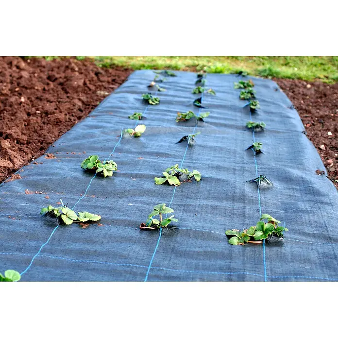 Aquagart Bodenschutzvlies 60m 100 2m Bodengewebe Unkrautfolie -  - Schwarzes Unkrautvlies in einem Gartenbeet, durch das kleine Erdbeerpflanzen wachsen, um sie vor Unkraut zu schützen.