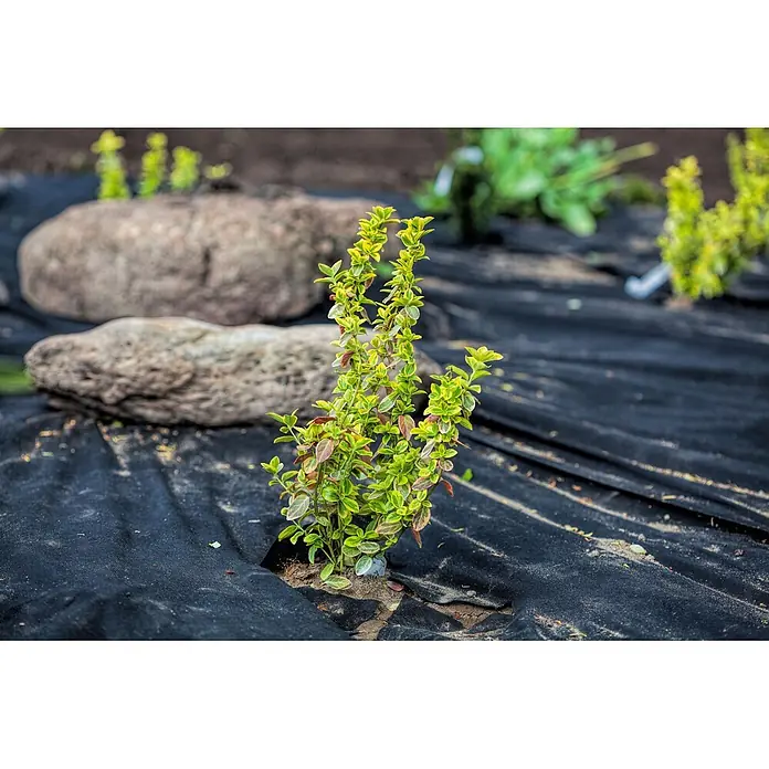 Aquagart Bodenschutzvlies 100m² 150g/m² 1m Gartenvlies Unkrautvlies -  - Kleiner, bunter Strauch in schwarzem Gartenvlies gepflanzt, mit Steinen im Hintergrund.