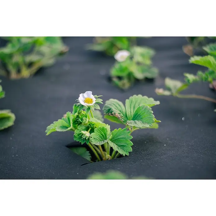 Aquagart Bodenschutzvlies 325m 190g/m² 1m Unkrautvlies Gartenvlies -  - Eine blühende Erdbeerpflanze mit weißer Blüte und grünen Blättern, die durch schwarzen Bodendecker im Gartenbeet wächst.