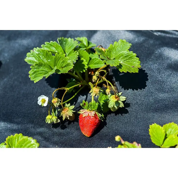 Aquagart Bodenschutzvlies 325m 190g/m² 1m Unkrautvlies Gartenvlies -  - Erdbeerpflanze mit roter Frucht, weißer Blüte und grünen Knospen auf dunklem Stoff.