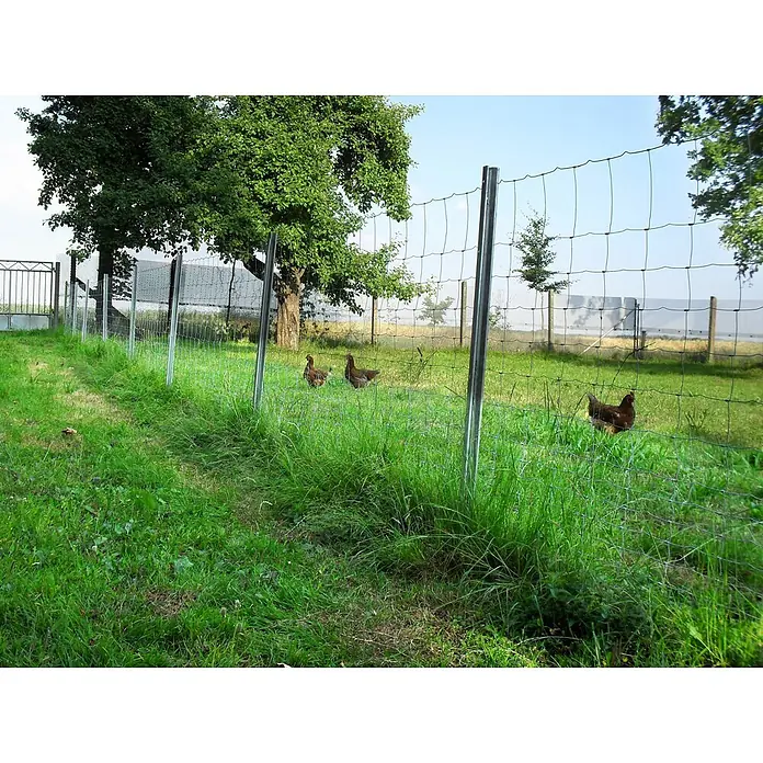 Aquagart Maschendrahtzaun 50m 100 8 15 Wildzaun Forstzaun - grau - Drahtgeflechtzaun mit Metallpfosten umzäunt eine Wiese, auf der Hühner laufen.